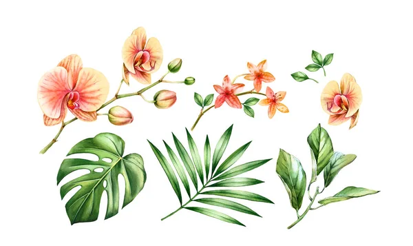 Ensemble de plantes d'orchidée aquarelle. Grandes fleurs jaunes, palmier, feuilles de monstère. Collection tropicale florale peinte à la main. Illustrations botaniques isolées sur blanc — Photo