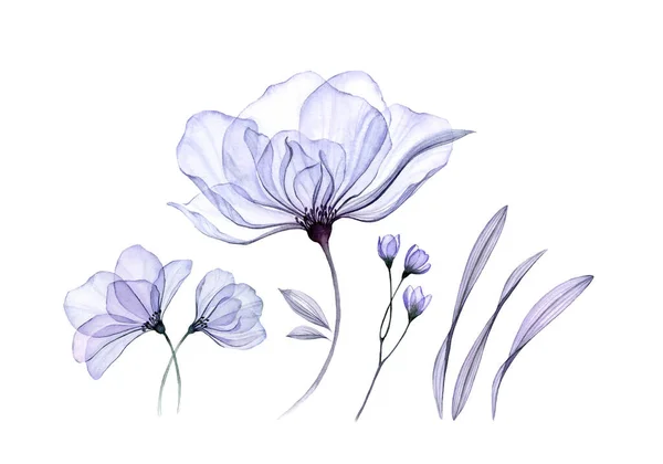 Aquarell florales Set isoliert auf Weiß. Transparente Rosenkollektion mit großen Blüten, Blättern, Zweigen in Pastellblau. Botanische Illustration für Hochzeitsdesign, Grußkarten — Stockfoto