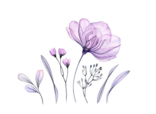 Akvarel květinový set ve fialové. Průhledná růže, listy, větve izolované na bílém. Botanická abstraktní sbírka ilustrací pro pohlednice, svatební design — Stock fotografie