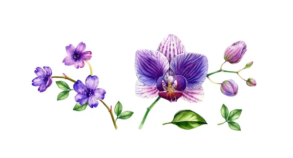 Aquarell-Orchideensatz vorhanden. Große und kleine lila Blüten, Blätter. Lebendige violette Pflanzen. Handbemalte tropische florale Kollektion. Botanische Abbildungen isoliert auf Weiß — Stockfoto