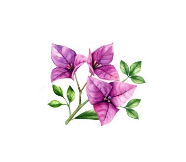 Suluboya bougainvillea dalı. Küçük mor çiçek ve yapraklar. Elle boyanmış tropik çiçek buketi. Beyazda izole edilmiş botanik çizimler