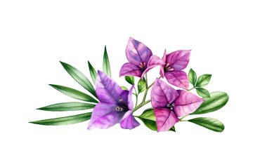 Suluboya bougainvillea dalı. Büyük mor çiçek ve palmiye yaprakları. Elle boyanmış tropik çiçek buketi. Beyazda izole edilmiş botanik çizimler