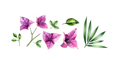 Çiçekli elementlerin suluboya seti. Pembe bougainvillea çiçekleri, ağaç dalı, palmiye yaprakları. Elle boyanmış tropikal desenler. Beyazda izole edilmiş botanik çizimler