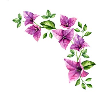 Suluboya bougainvillea dalı. Köşe tasarım elemanı. Mor tropik çiçek aranjmanı. Elle boyanmış çiçek arkaplanı. Beyazda izole edilmiş botanik çizimler
