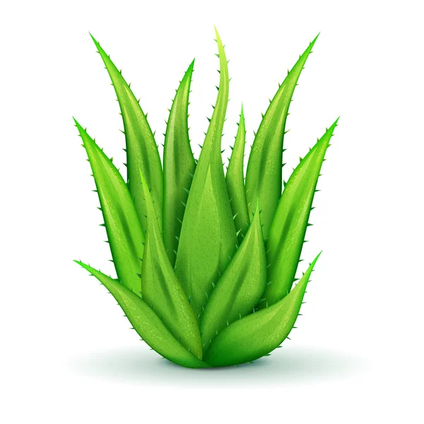 Folhas de Aloe realista —  Vetores de Stock