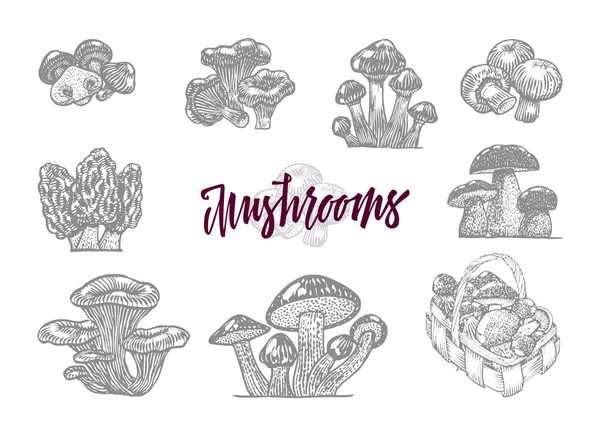 Champignon In gegraveerde Icon Set — Stockvector