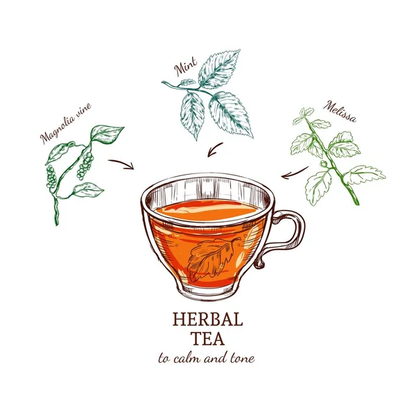 Трав'яний чай Ескіз Рецепт — стоковий вектор