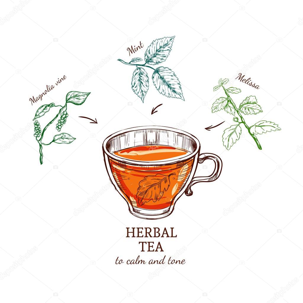 Herbal Tea Sketch Recipe