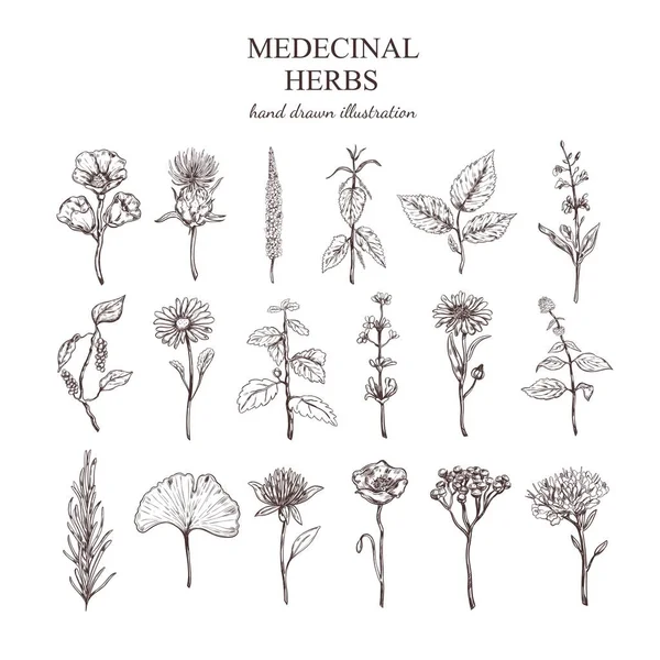 Colección de hierbas médicas dibujadas a mano — Archivo Imágenes Vectoriales