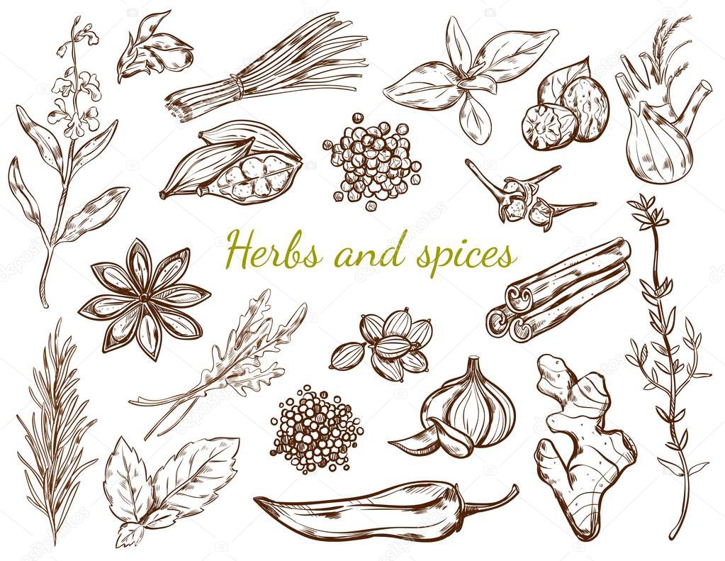 Herbs And Spices Collection