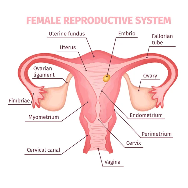 Научный образец женской репродуктивной системы — стоковый вектор