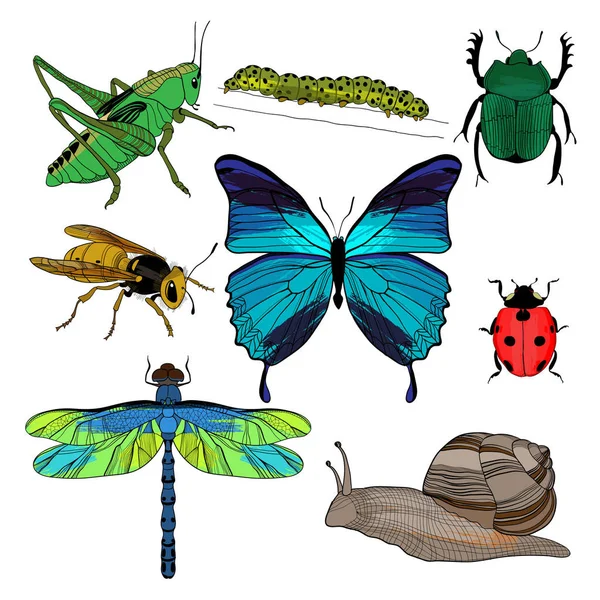 Dibujo colorido Colección de insectos — Vector de stock