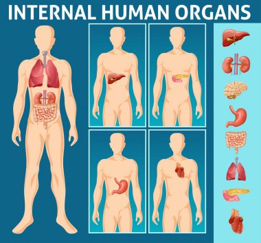 Karikatür insan vücudunun iç parçalarını kavramı