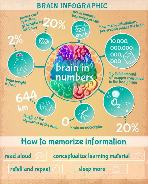 Caricature cerveau humain Infographie Concept — Image vectorielle