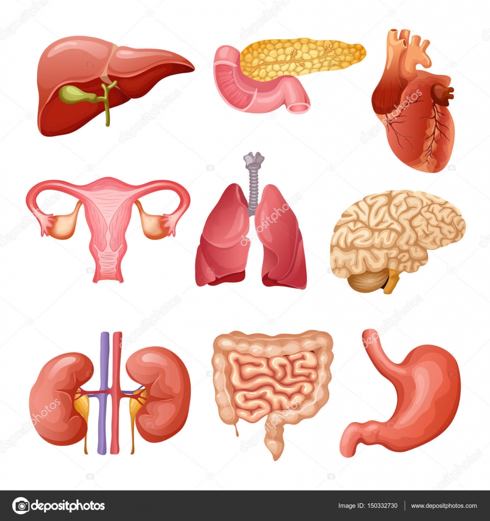 Cartoon Human Organs Set — Stock Vector © Mogil #150332730