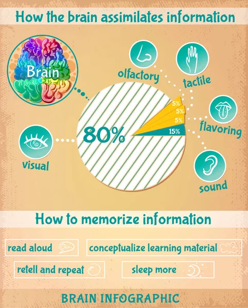 Caricature Infographie cerveau humain — Image vectorielle