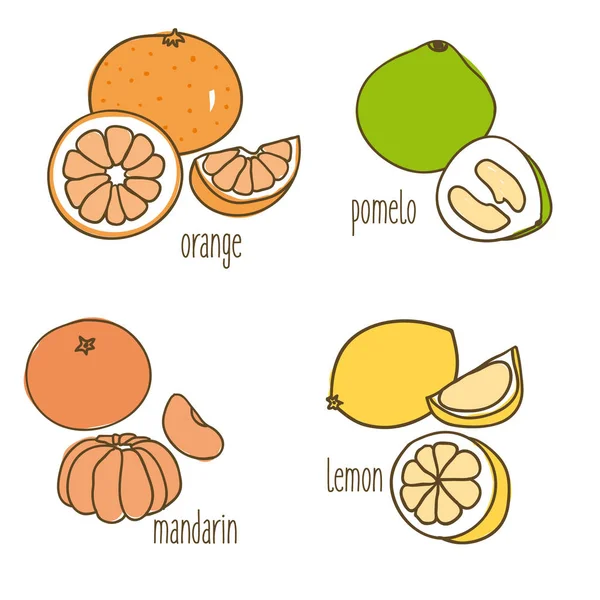 Gekleurde tekening citrusvruchten collectie — Stockvector