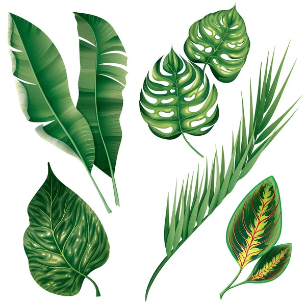 现实的热带植物观叶植物组 — 图库矢量图片