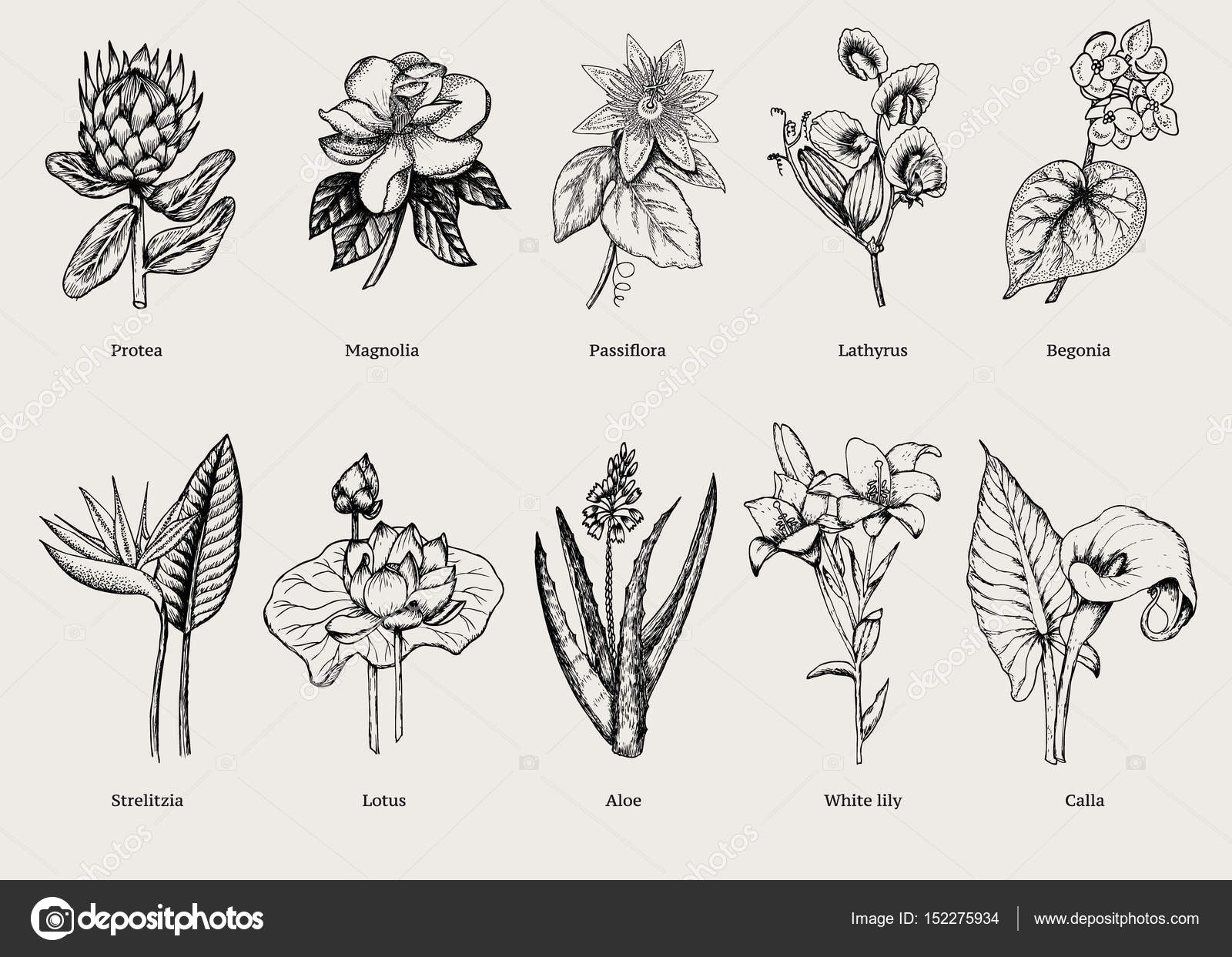 Conjunto de plantas exóticas desenhadas à mão — Vetor de Stock © Mogil  #152275934