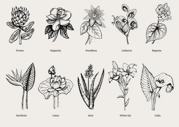 Ensemble de plantes exotiques dessinées à la main — Image vectorielle