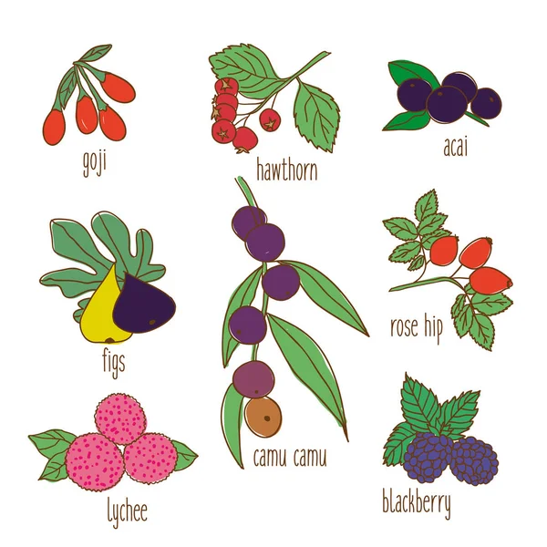 Conjunto de comida botânica desenhada à mão colorida —  Vetores de Stock