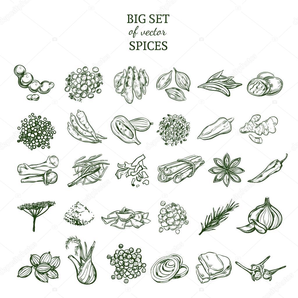 Hand Drawn Organic Spices Set