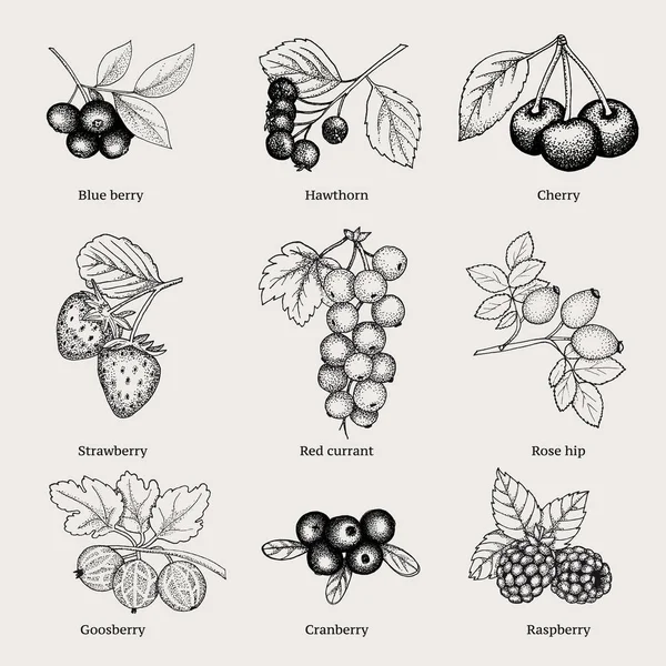 老式的天然浆果集合 — 图库矢量图片