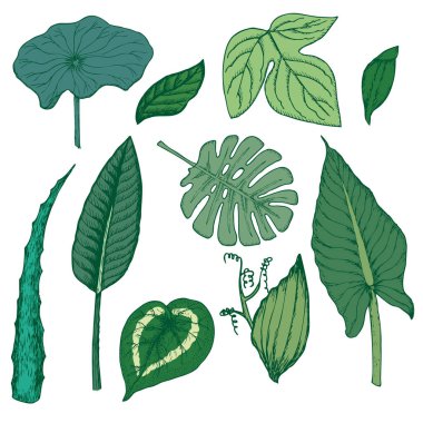 Renkli çizimi egzotik çiçek öğeleri kümesi