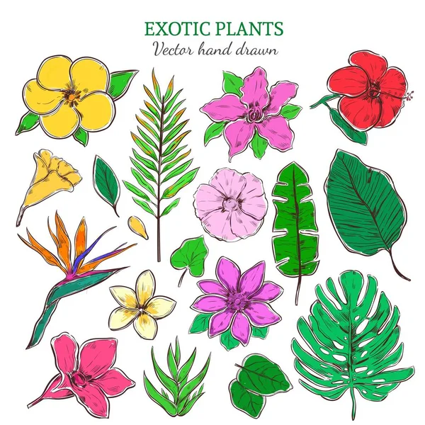 Ensemble de plantes exotiques et tropicales colorées — Image vectorielle