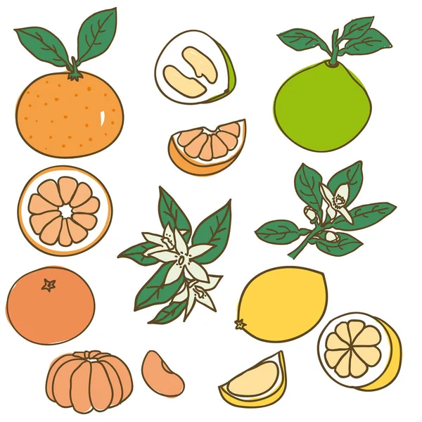 Renkli çizimi organik gıda koleksiyonu — Stok Vektör