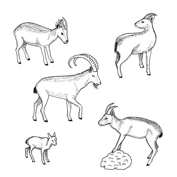 Sketch farma zvířata kolekce — Stockový vektor