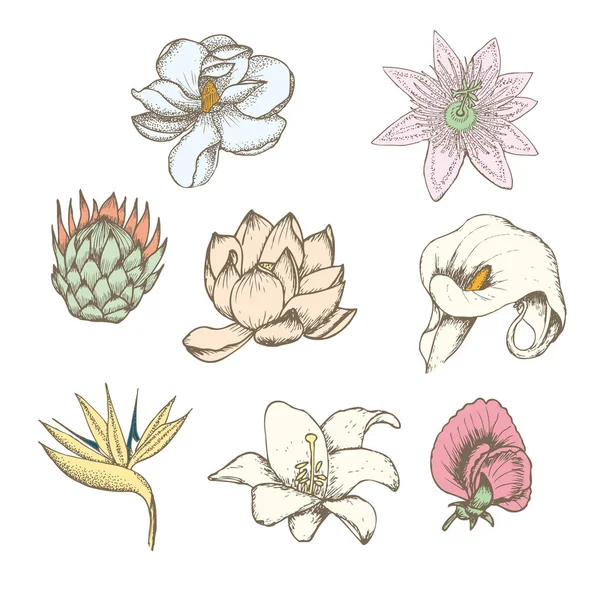 Conjunto de flores exóticas botânicas de desenho colorido —  Vetores de Stock