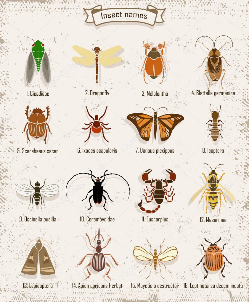 Colorful Insects Icons Set