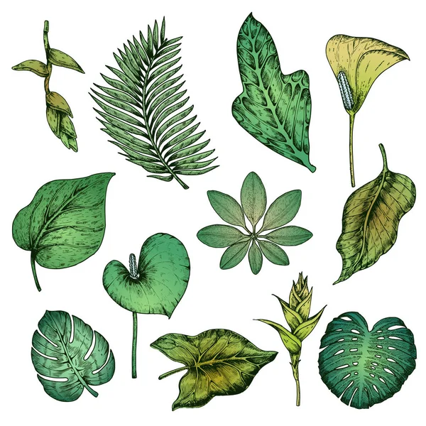Green Hand Drawn Tropical Plants Set - Stok Vektor