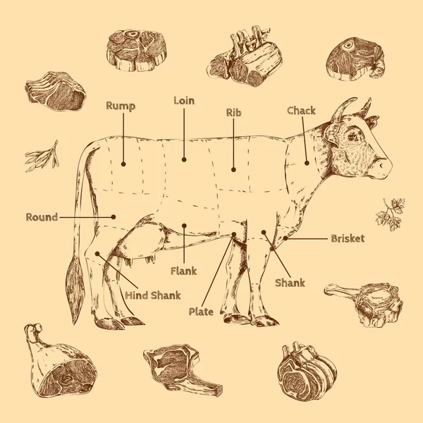 Esquema desenhado à mão de carne — Vetor de Stock