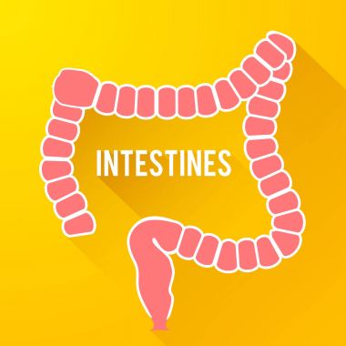 Anatomik parlak şablonu