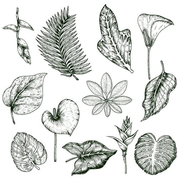 Hand getrokken tropische planten monochroom Set — Stockvector