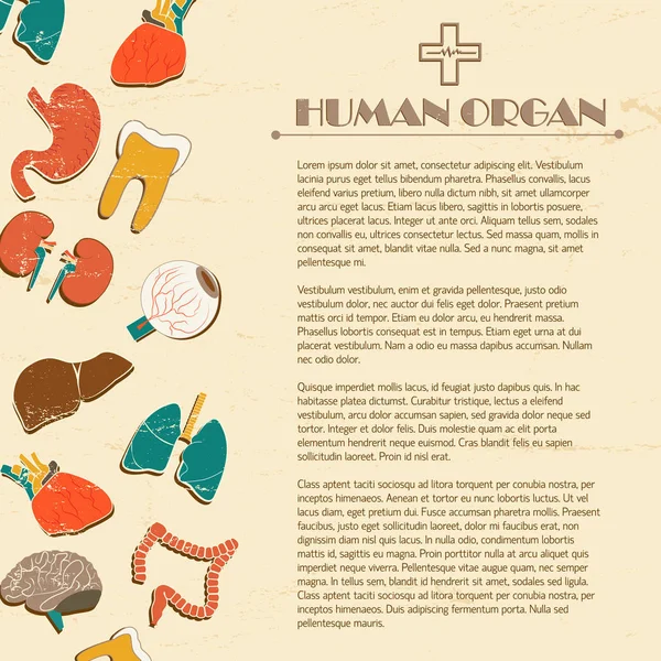 Menselijke interne organen achtergrond — Stockvector