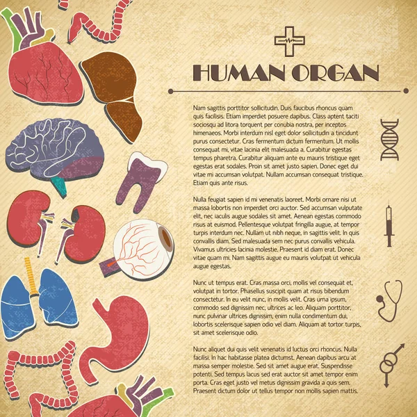 Concepto médico con órganos humanos — Archivo Imágenes Vectoriales