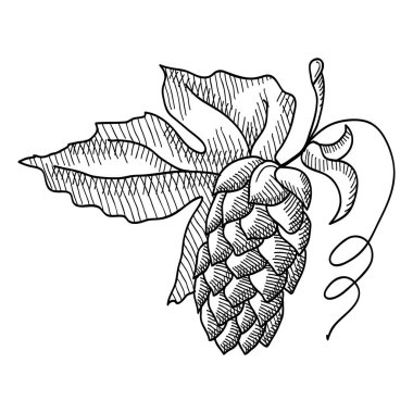 Hop dekoratif kroki fışkın