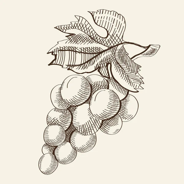 Concetto di frutta biologica Sketch — Vettoriale Stock
