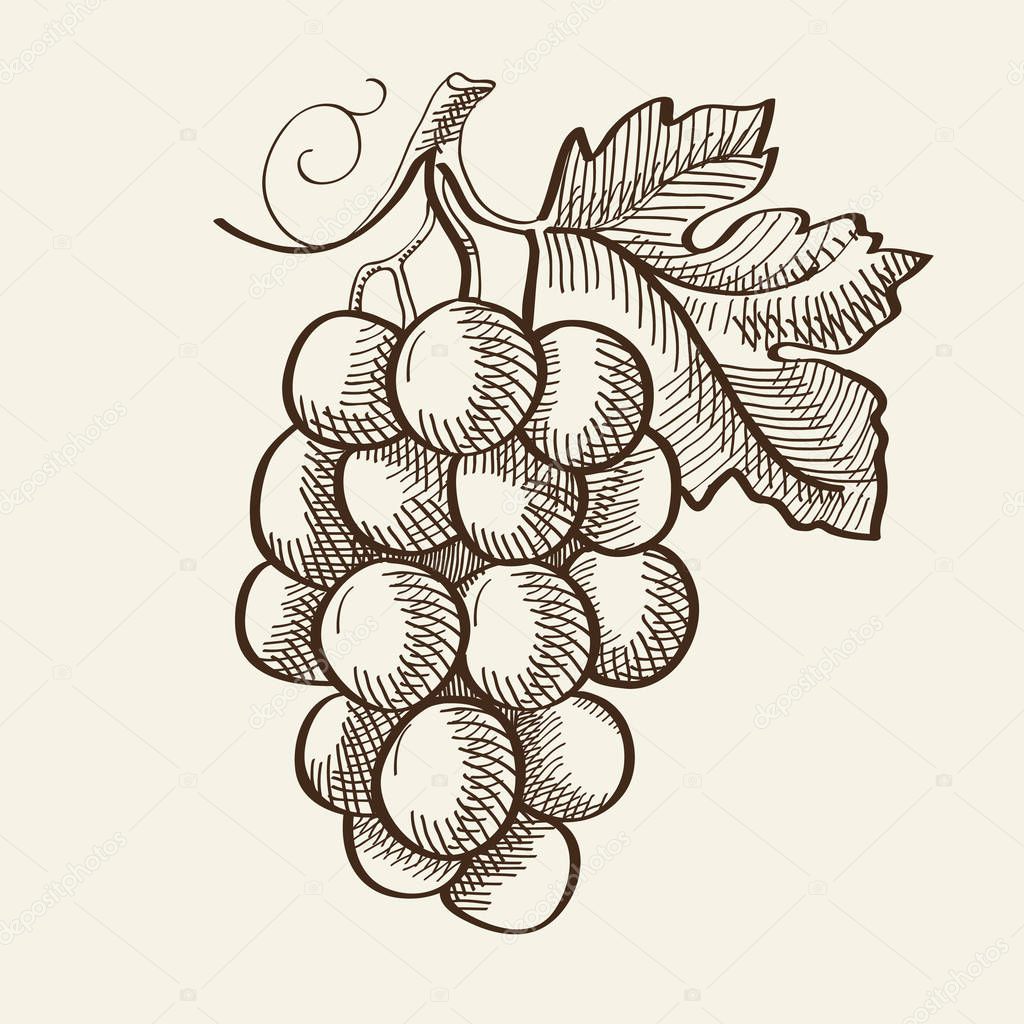 Hand Drawn Organic Bio Fruit Concept