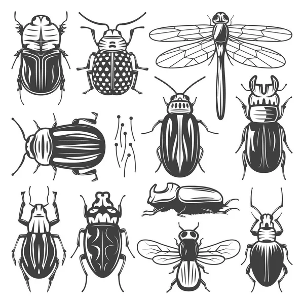 Colección de insectos Vintage — Vector de stock