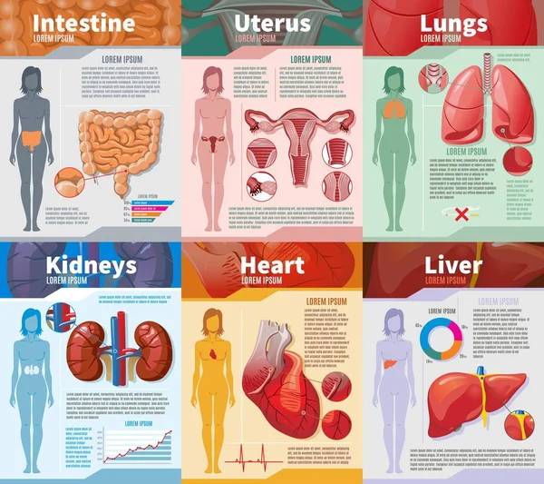 Cartone animato Organi umani interni modello infografico — Vettoriale Stock