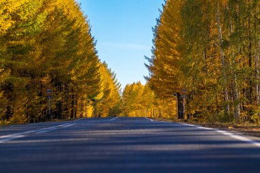Asfalt yol, sarı sonbahar yaprakları arasında mavi gökyüzüne doğru uzanıyor.