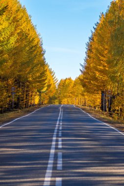 Asfalt yol, sarı sonbahar yaprakları arasında mavi gökyüzüne doğru uzanıyor.