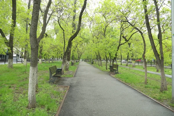 Boulevard Cidade Almaty Depois Chuva — Fotografia de Stock