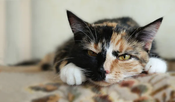 Böse Schöne Katze Auf Dem Grauen Hintergrund — Stockfoto