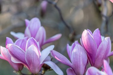 İlkbaharda bir dalda çiçek açan pembe manolyalar. Güzel bahar çiçekleri. Tonlanmış görüntü. Boşluğu kopyala.