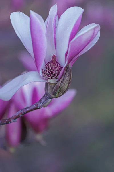 Blooming pink magnolias on a branch in springtime. Beautiful spring flowers. Toned image. Copy space. — Stock Photo, Image